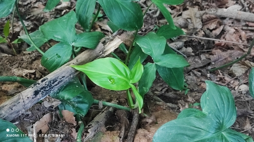 Philodendron camposportoanum, photograph 2