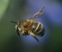 Anthophora quadrimaculata