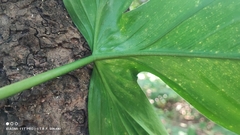 (c) Thomaz Ricardo Favreto Sinani, some rights reserved (CC BY) Philodendron camposportoanum, photograph (c) Thomaz Ricardo Favreto Sinani, some rights reserved (CC BY)