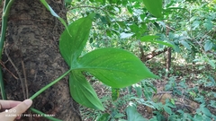 (c) Thomaz Ricardo Favreto Sinani, some rights reserved (CC BY) Philodendron camposportoanum, photograph (c) Thomaz Ricardo Favreto Sinani, some rights reserved (CC BY)