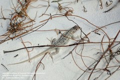 Sceloporus cozumelae