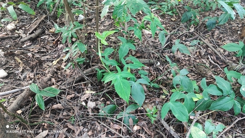 Philodendron camposportoanum, photograph 6