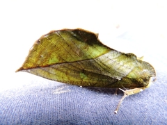 Eudocima sikhimensis