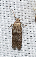 Hypatopa punctiferella
