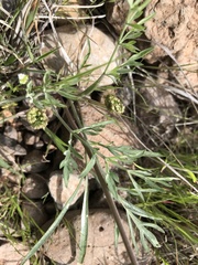 Lomatium triternatum