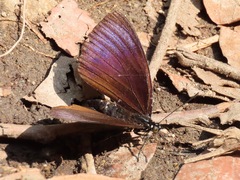Euripus nyctelius