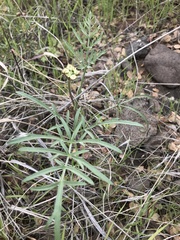 Lomatium triternatum