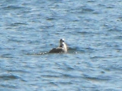 Chroicocephalus philadelphia