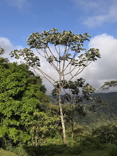 Cecropia insignis, photograph 3