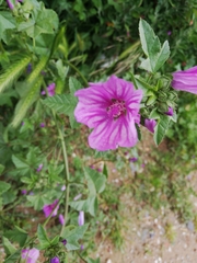 Malva
