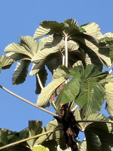Cecropia insignis, photograph 5