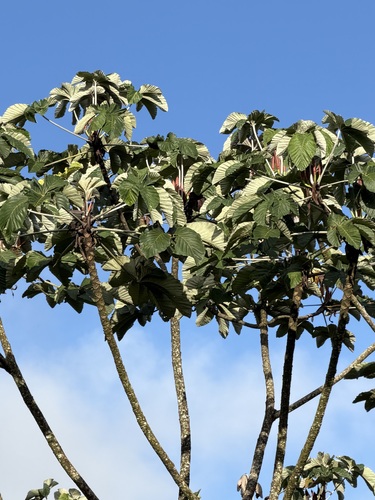 Cecropia insignis, photograph 4