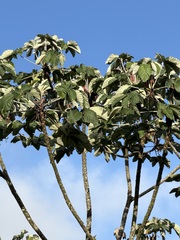 Cecropia insignis, photograph (c) Aaron Liston, some rights reserved (CC BY)
