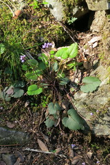 Veronica californica