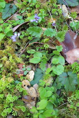 Veronica californica