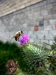 Eristalis tenax