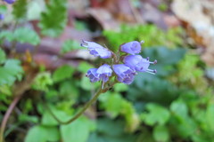 Veronica californica