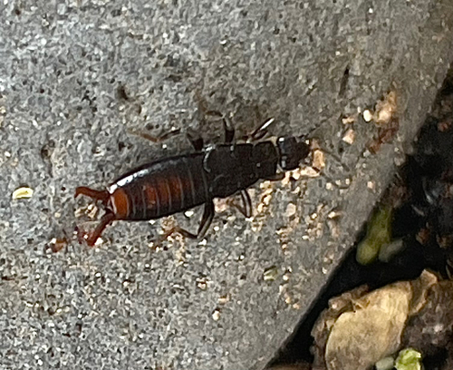 Toothed Earwig