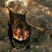 Fulvus Roundleaf Bat - Photo (c) Rohit.chakravarty, some rights reserved (CC BY-SA)