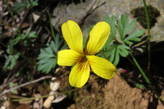 Viola sheltonii