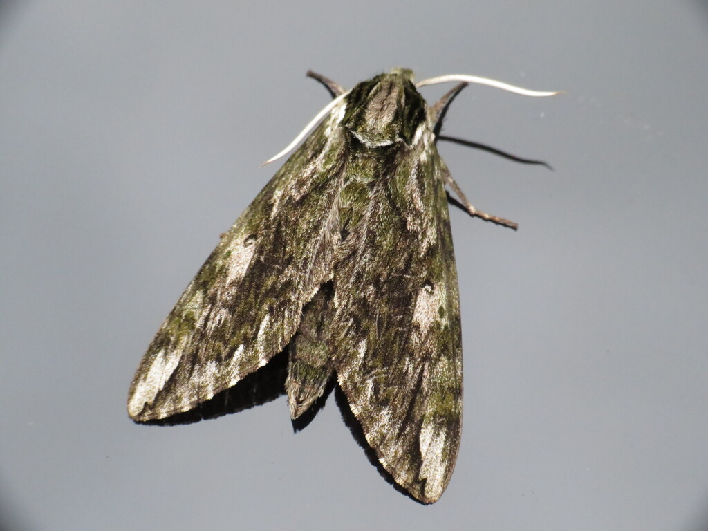 Hagen's Sphinx from Bellbrook, Greene County, OH, USA on April 25, 2026 ...