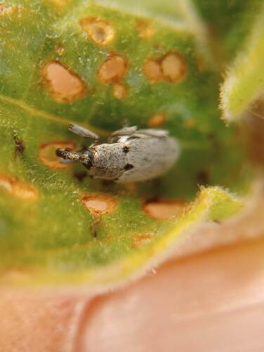 Tobacco Stalk Borer photo 5