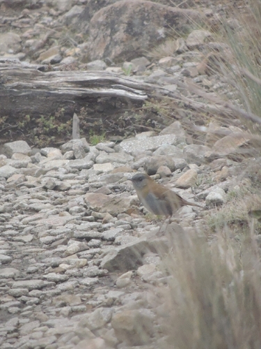 Black-billed Nightingale-Thrush (Catharus gracilirostris), photo 5