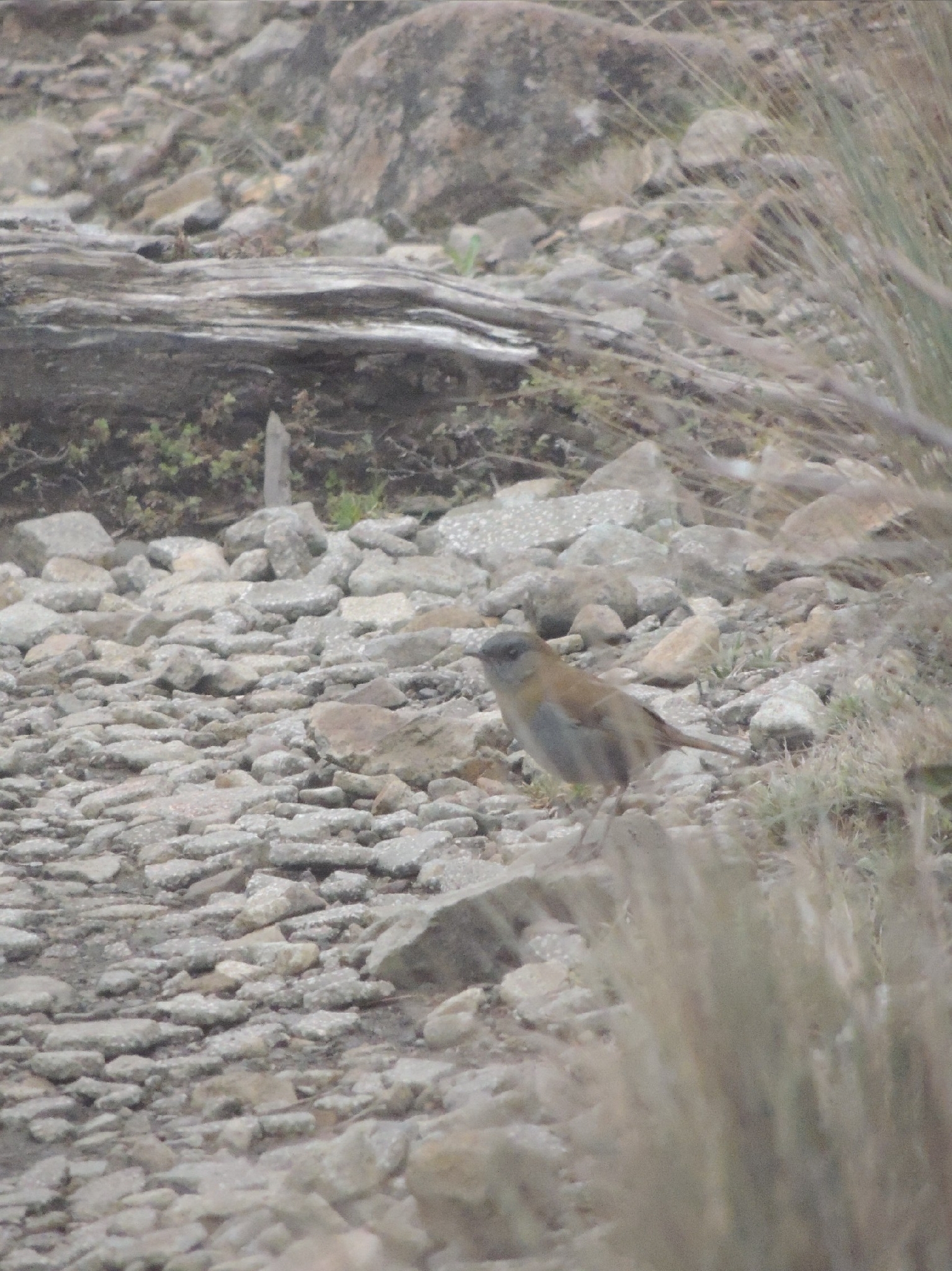 Black-billed Nightingale-Thrush (Catharus gracilirostris), photo 5