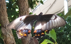 Papilio aegeus