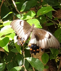 Papilio aegeus