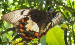 Papilio aegeus