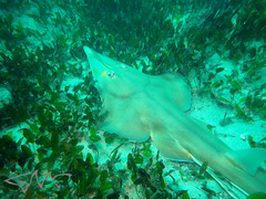 Aptychotrema rostrata