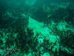 Aptychotrema rostrata