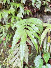 Asplenium formosae