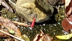 Orthetrum villosovittatum