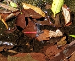 Orthetrum villosovittatum