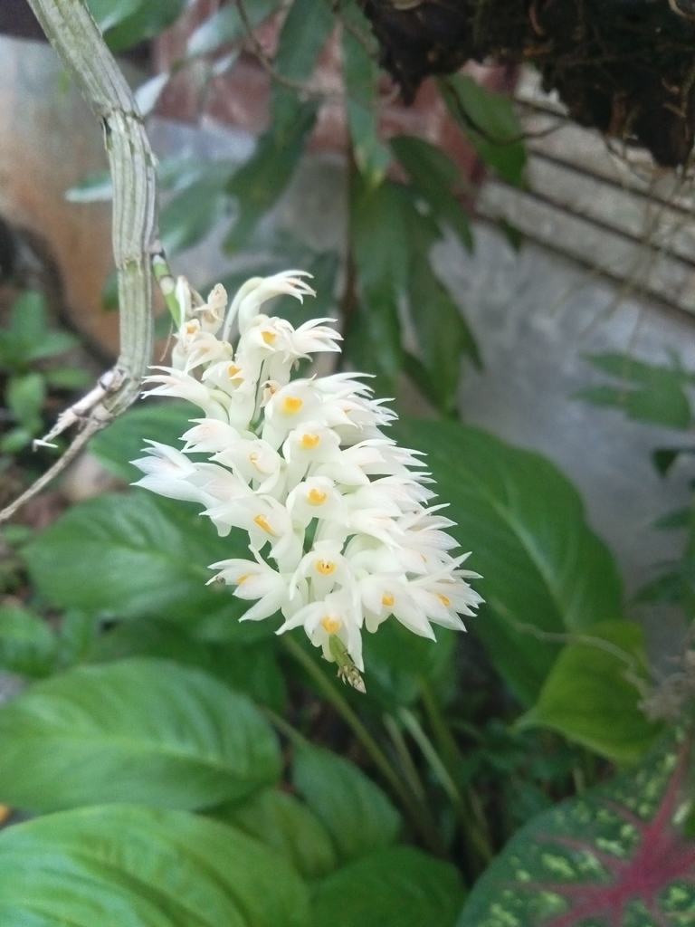 Dendrobium secundum (Blume) Lindl.