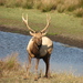 Tule Elk - Photo (c) Terrie Schweitzer, some rights reserved (CC BY-NC-SA)