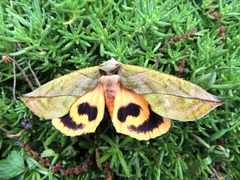 Eudocima sikhimensis