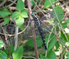 Onychothemis testacea