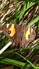 Tisiphone abeona albifascia