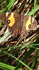 Tisiphone abeona albifascia