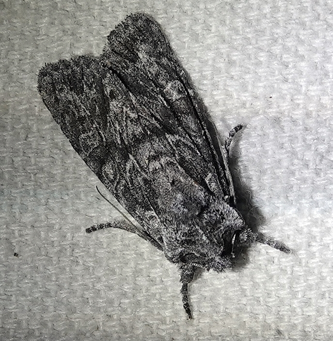 Lithophane ponderosa
