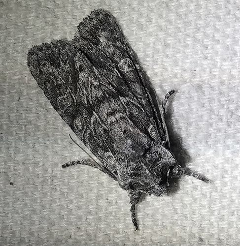 Lithophane ponderosa