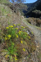 Lomatium hallii