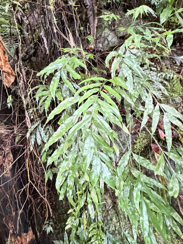 Asplenium formosae, photograph 1