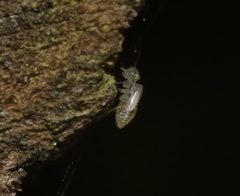 Trichopsocus clarus