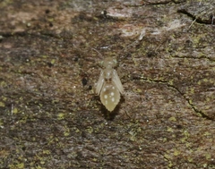 Trichopsocus clarus