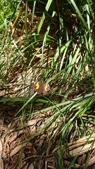Tisiphone abeona albifascia