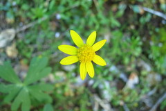Crocidium multicaule